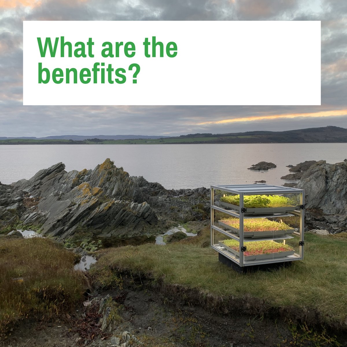 Dandelion tweet media