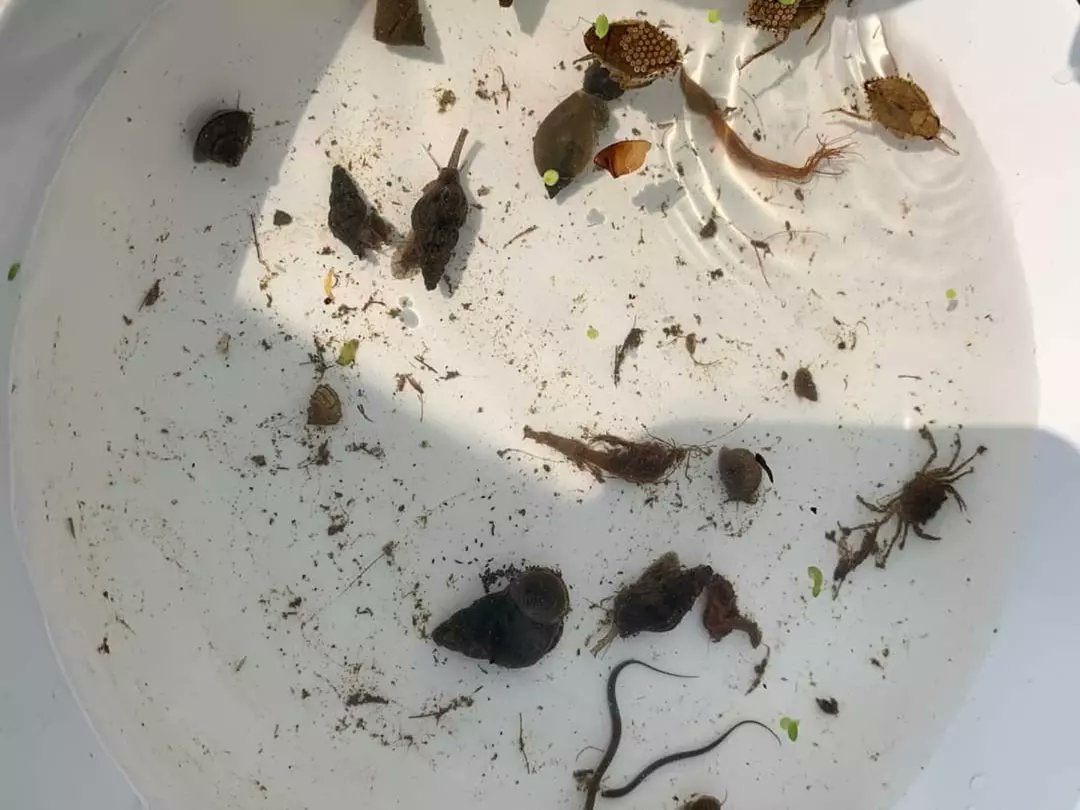 TraidhosBarge's tweet photo. To celebrate Earth day, Traidhos Barge Program took part in Prem's Earth Day event.
We led activities to help connect students to nature and audit the species on campus. Students used macro invertebrates as water quality indicators and also used lichen as air quality indicators. https://t.co/KDMd3xk07u