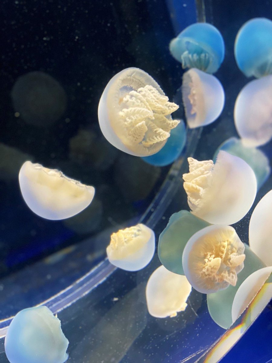 zu_3_zu's tweet photo. 3/21 京都水族館

#時差投稿
#京都水族館 https://t.co/crTSHHAuVK