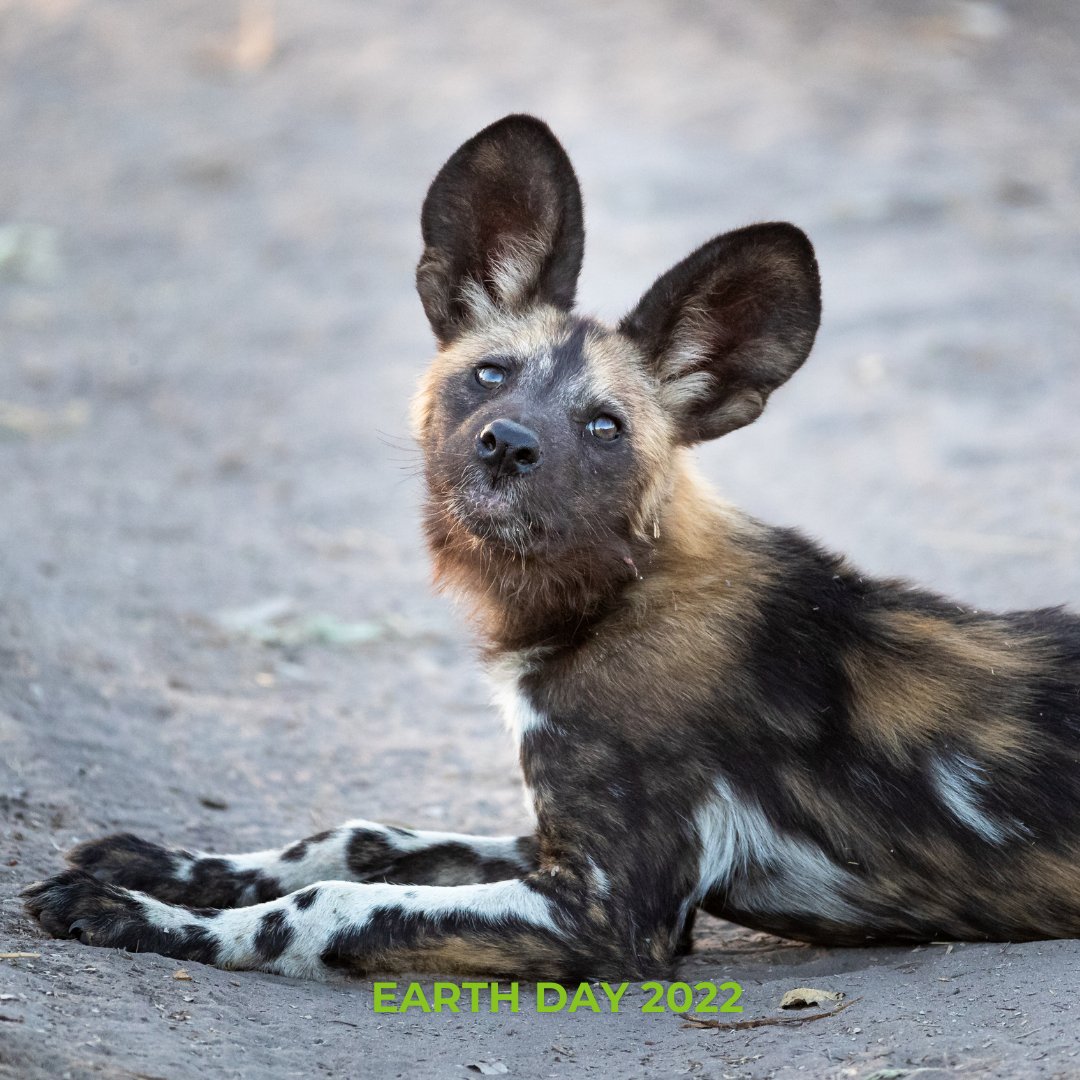 Wild Eye tweet media