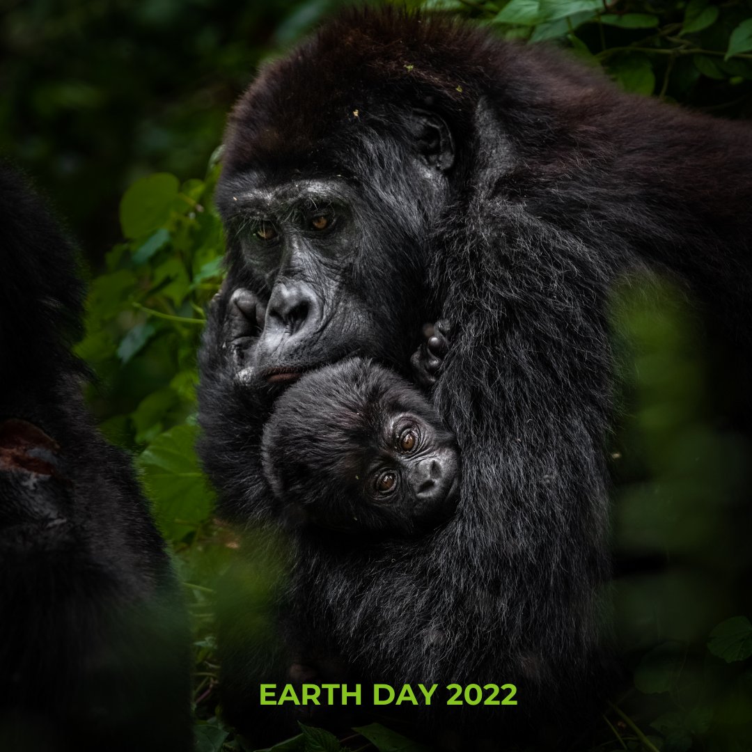 Earth Day 2022 focusses on promoting harmony with nature and the Earth, which can only happen if everyone does their part.

Which animal makes you want to save the earth and the species on it?

#WildEyeSA #Conservation #EndangeredSpecies #WorldEarthDay