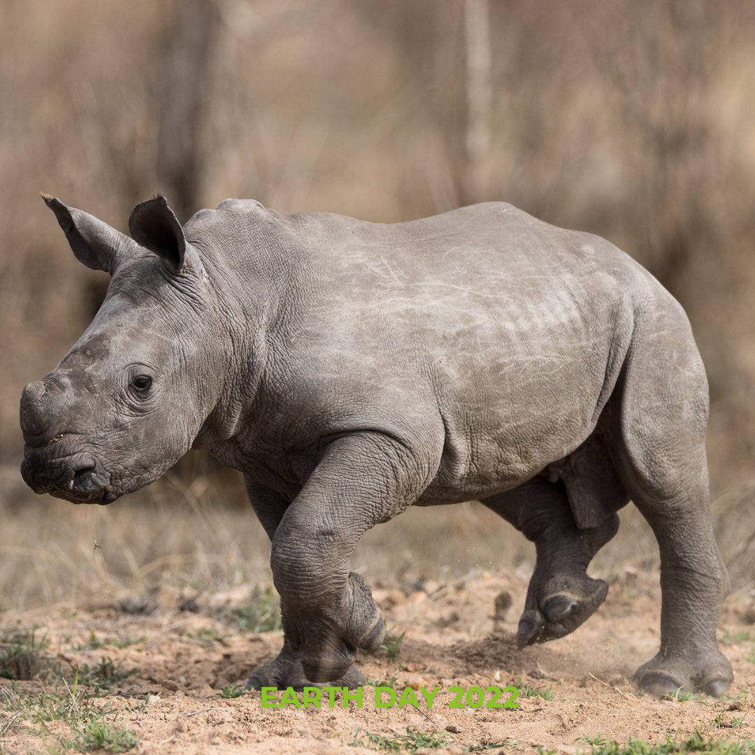 Wild Eye tweet media