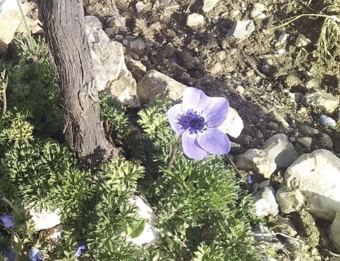 Domaine de Bargylus tweet media