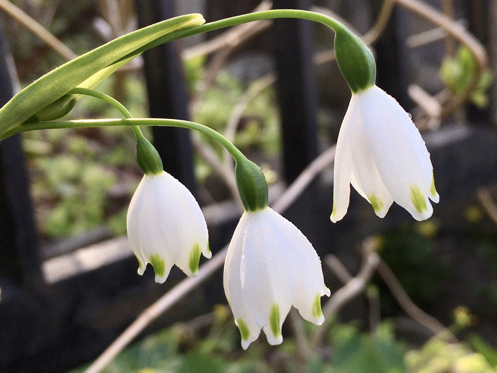 オオマツユキソウ Twitter Search Twitter