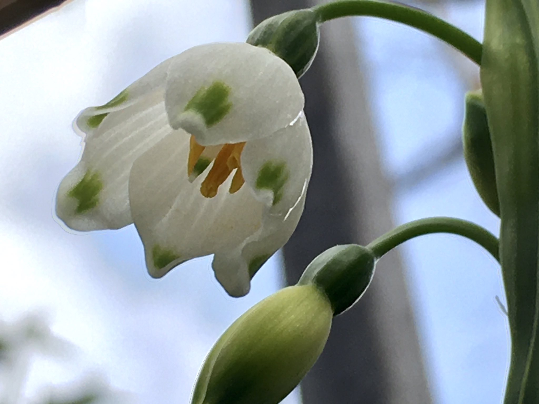 オオマツユキソウ Twitter Search Twitter