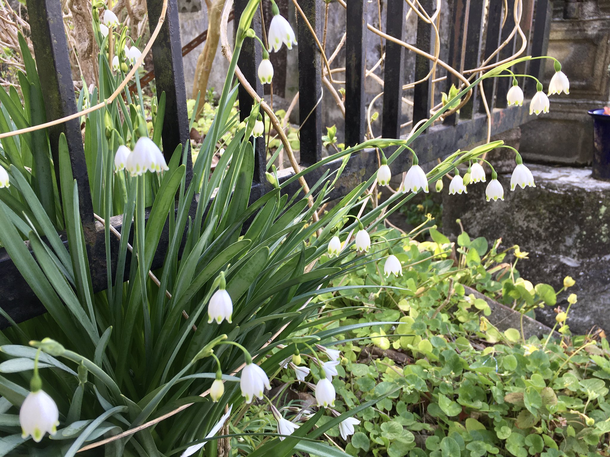 オオマツユキソウ Twitter Search Twitter