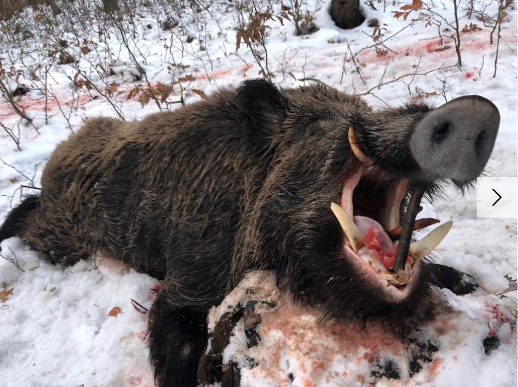 Batidas de jabalíes en Rumanía en una de las mejores zonas del país sin límite de jabalíes, zorro y chacal.

El viaje consta de 5 días: 3 de caza en la zona de frontera con Moldavi...

bit.ly/3k0wTMj