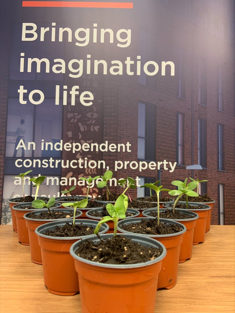 jadewellesley's tweet photo. For #EarthDay2022 Growing Sunflowers in the #Bristol office at @rlb_uk so staff can take them home and see how tall they can grow!
#construction #property #sunflowers https://t.co/NQ25aE67Cq