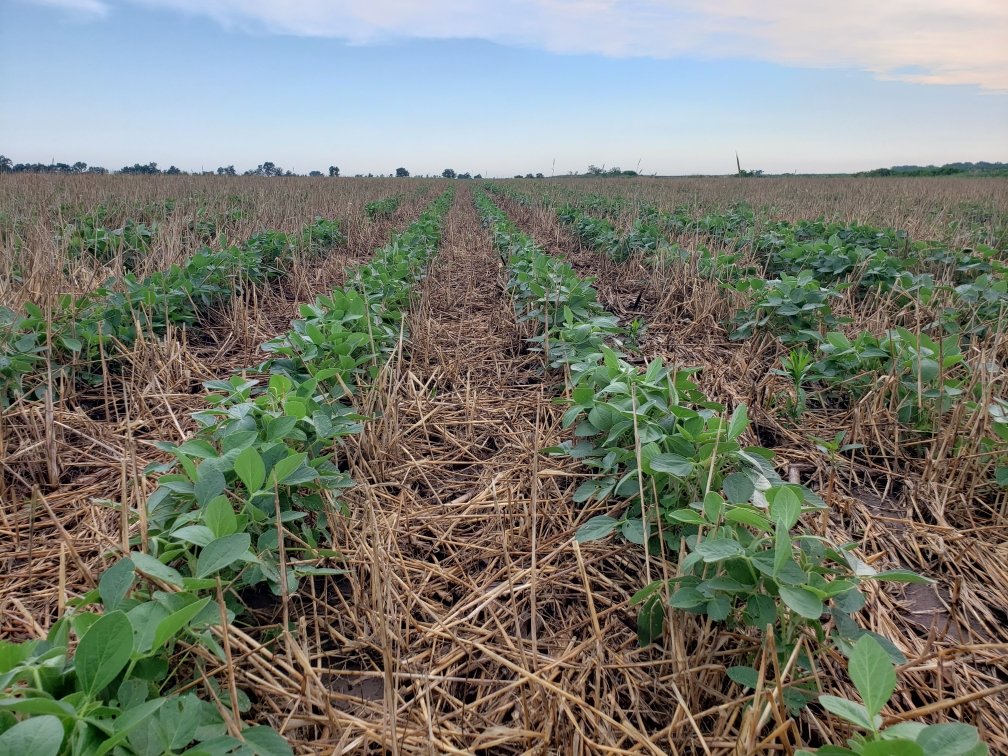 We are not the *original conservationists*

Our forefathers plowed vast prairies, cleared forests &amp; drained swamps to make farms

Which helped feed a new country

That is the past

Today we have the opportunity &amp; knowledge to improve

Our farm is trying to do better

#EarthDay22