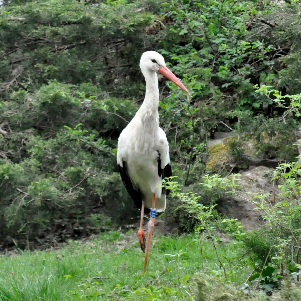 ZooRostock's tweet photo. Die Weißstörche sind zurück! Seit ein paar Tagen könnt ihr auf der Stelzvogelwiese unseren neuen, alten Zoobewohner bewundern. 

#weißstorch #zoo #rostock #störche #stelzvögel #stelzvogelwiese #willkommenzurück #neuezoobewohner 

Foto: Zoo Rostock/Seemann https://t.co/wHCJd8TjuZ https://t.co/sfaZYOOaqg