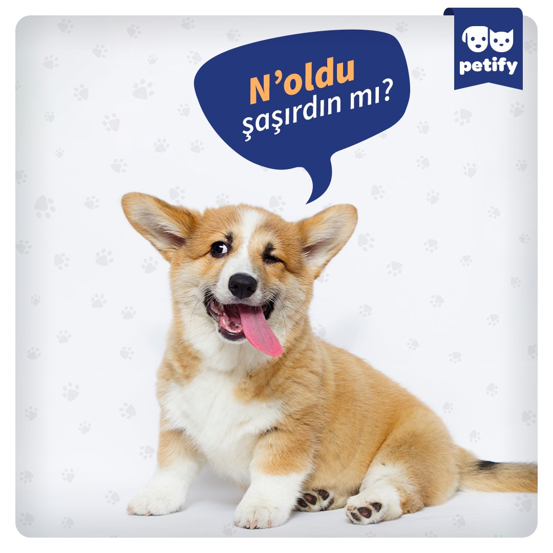Köpeklerin 150-200 kelime öğrenebildiğini, ter bezleri olmadığı için patilerinden terlediğini, burun izlerinin parmak izleri gibi olduğunu, gözlerini korumak için 3 göz kapakları olduğunu ve solak ya da sağlak olabildiklerini biliyor muydun? 😱 🤭

#Petify #PetifyVet