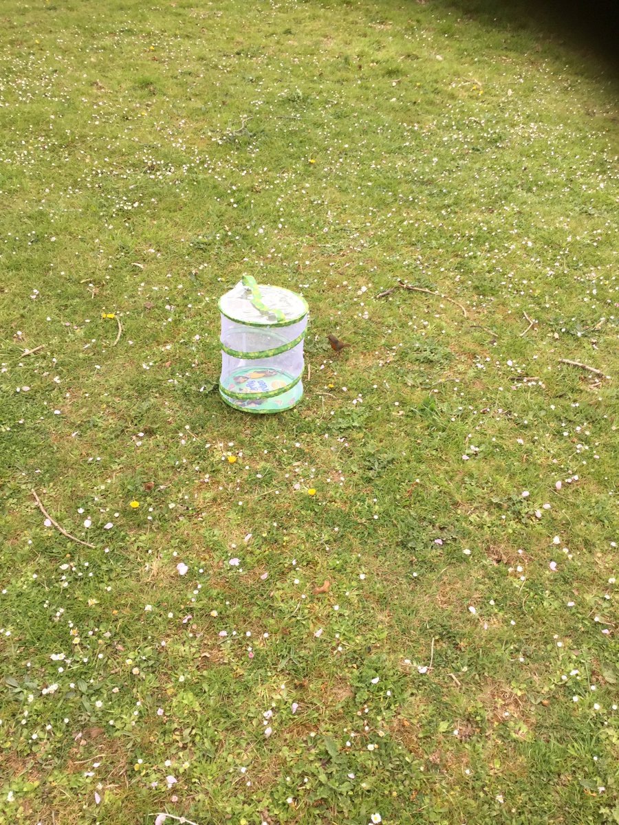 NashMillsSchool's tweet image. #BritishScienceWeek2022  The butterflies finally hatched on Easter Sunday. We released them today. A sneaky visitor came to watch as well! 😬🤭🐛🦋🐦🍽 Can you spot them?