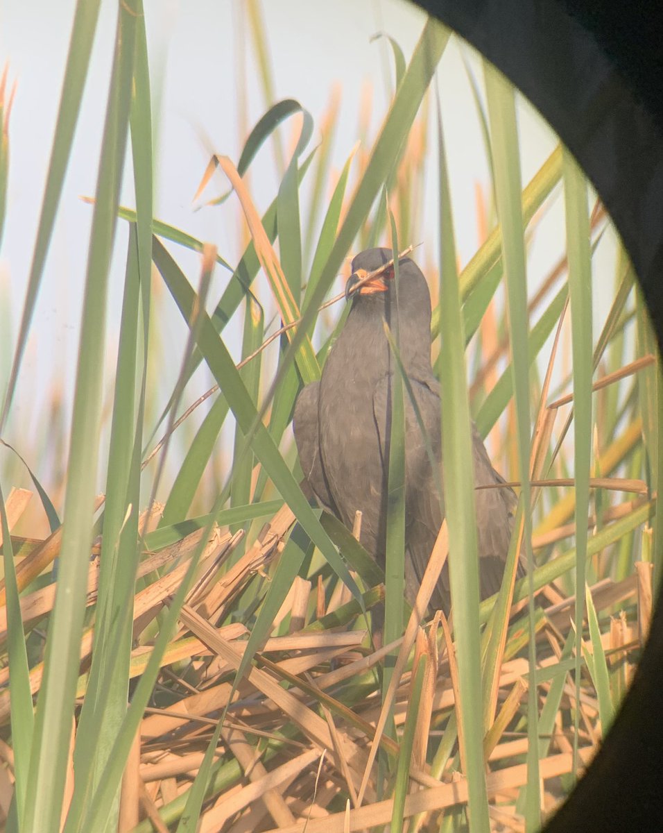 Happy Earth Day from this kite dad who’s trying his hardest to bring some more Snail Kites into this world 🌎