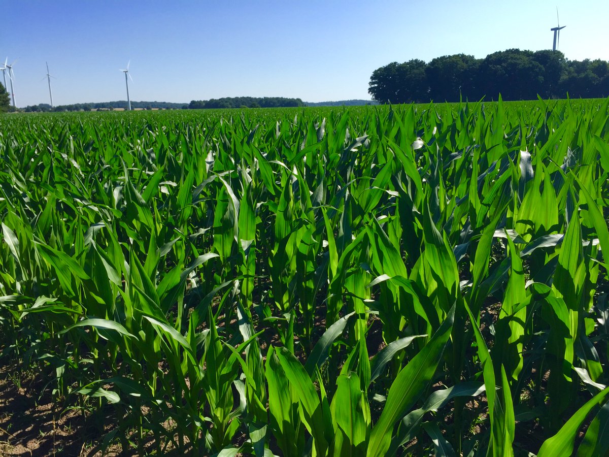 BarenbrugUK's tweet photo. What to look for in your #maize #undersowing solution
🌱varieties designed for purpose
🌱slow growth to avoid competition with maize
🌱ability to survive the dry
🌱soil stabilisation and cover
🌱green manure or winter grazing and winter hardiness.
https://t.co/Dtsp9RZ3J8 https://t.co/LPRaYSb3QP