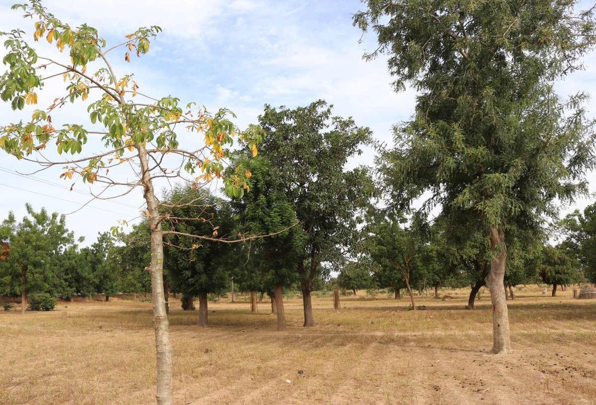 "Every day is earth day, it's the only home we have, let's keep it peaceful and sustainable."  @OumouBangoura #communication #intern #BurkinaFaso #Afrique <a href="/gggi_hq/">GGGI</a> #ClimateQuote #InternationalEarthDay #InvestInOurPlanet  #biodiversity #rewilding  #environnement #wedonthavetime