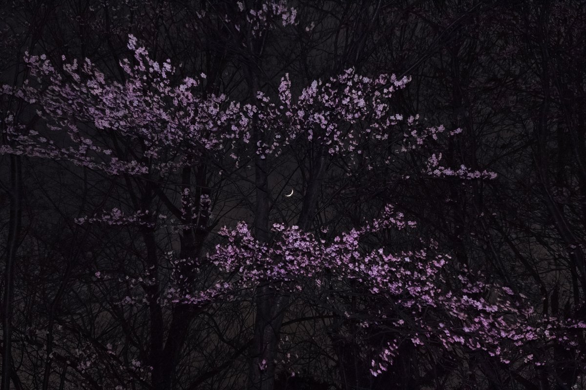 札幌も早咲きの桜が開花してきたし、今年も桜星景撮れるかな？

北海道には有名な一本桜があまり無い。
でも本州のように200人も集まって怒号が飛び交う撮影になっているとか聞くと、それは勘弁して欲しいので善し悪しだな。

2014年5月撮影

※今はやっていないが、この時はフラッシュ使用