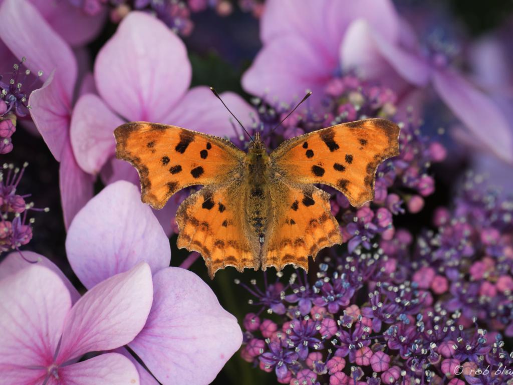 savebutterflies's tweet photo. This #EarthDay, we can all help our planet by creating an environment for nature and wildlife to thrive!
Start with #PitStopsForPollinators ๐ https://t.co/EeZTegKYHn
๐ ๐ผ ๐ฆ ๐
#SaveButterflies #MothsMatter
๐ธ : Rob Blanken, Matt Berry, Iain H Leach https://t.co/s5Bgb0StbH