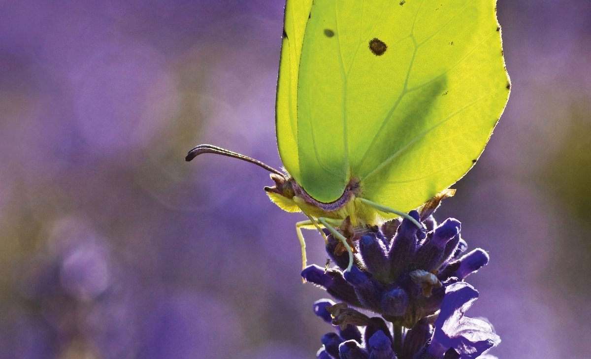 savebutterflies's tweet photo. This #EarthDay, we can all help our planet by creating an environment for nature and wildlife to thrive!
Start with #PitStopsForPollinators ๐ https://t.co/EeZTegKYHn
๐ ๐ผ ๐ฆ ๐
#SaveButterflies #MothsMatter
๐ธ : Rob Blanken, Matt Berry, Iain H Leach https://t.co/s5Bgb0StbH