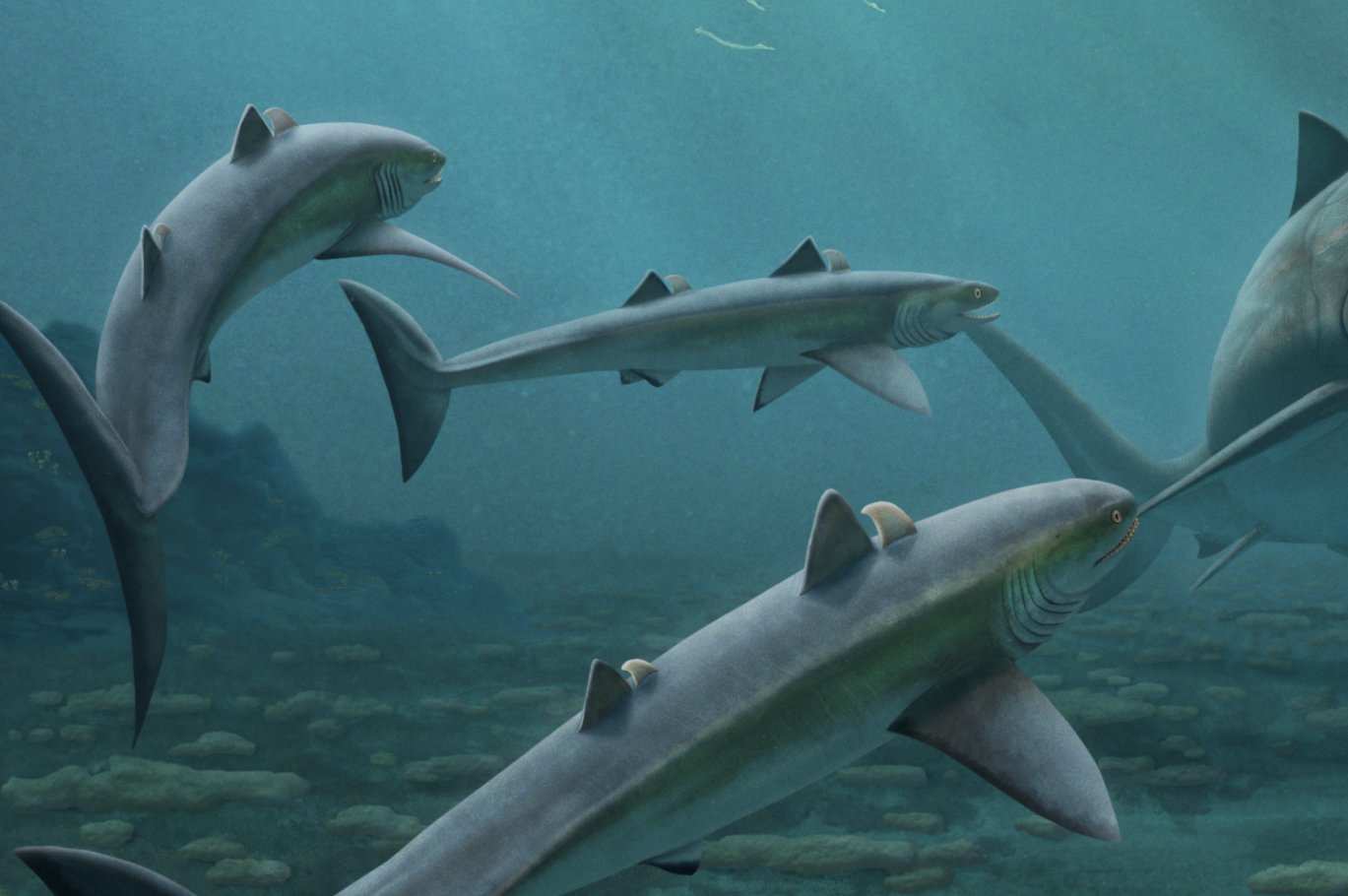Cladoselache Shark