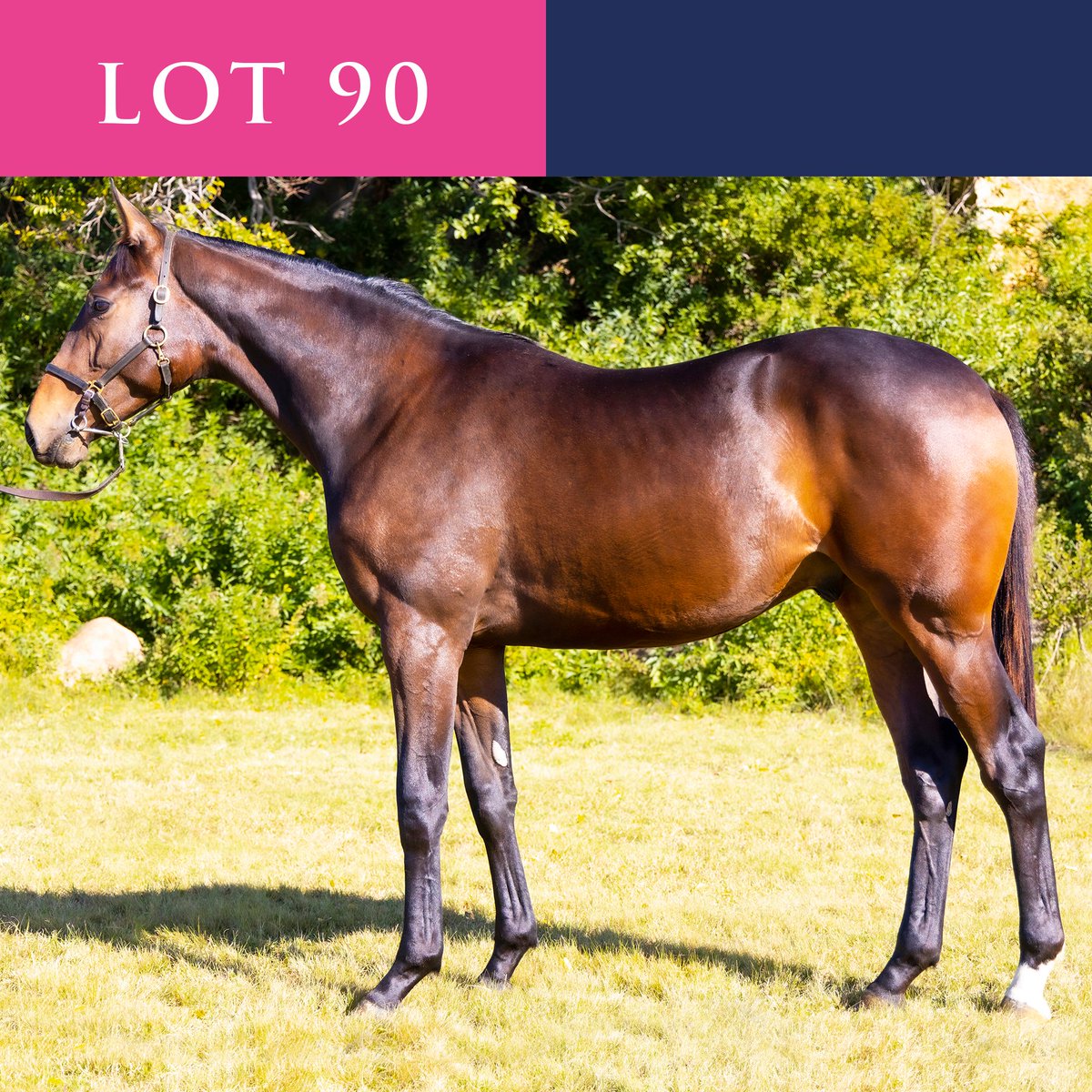 StonehillStud's tweet photo. Repost via Royal Mo:
·
WATCH THE TRACK, THEY’RE COMING!
🏇
 LOT 90: Colt by Royal Mo out of Peach Delight. Available at the National Yearling Sale on the 28-29th of April 2022.
·
#horses #horseracing #horsesofinstagram #breedinghighlights https://t.co/hlfdxNY0ix