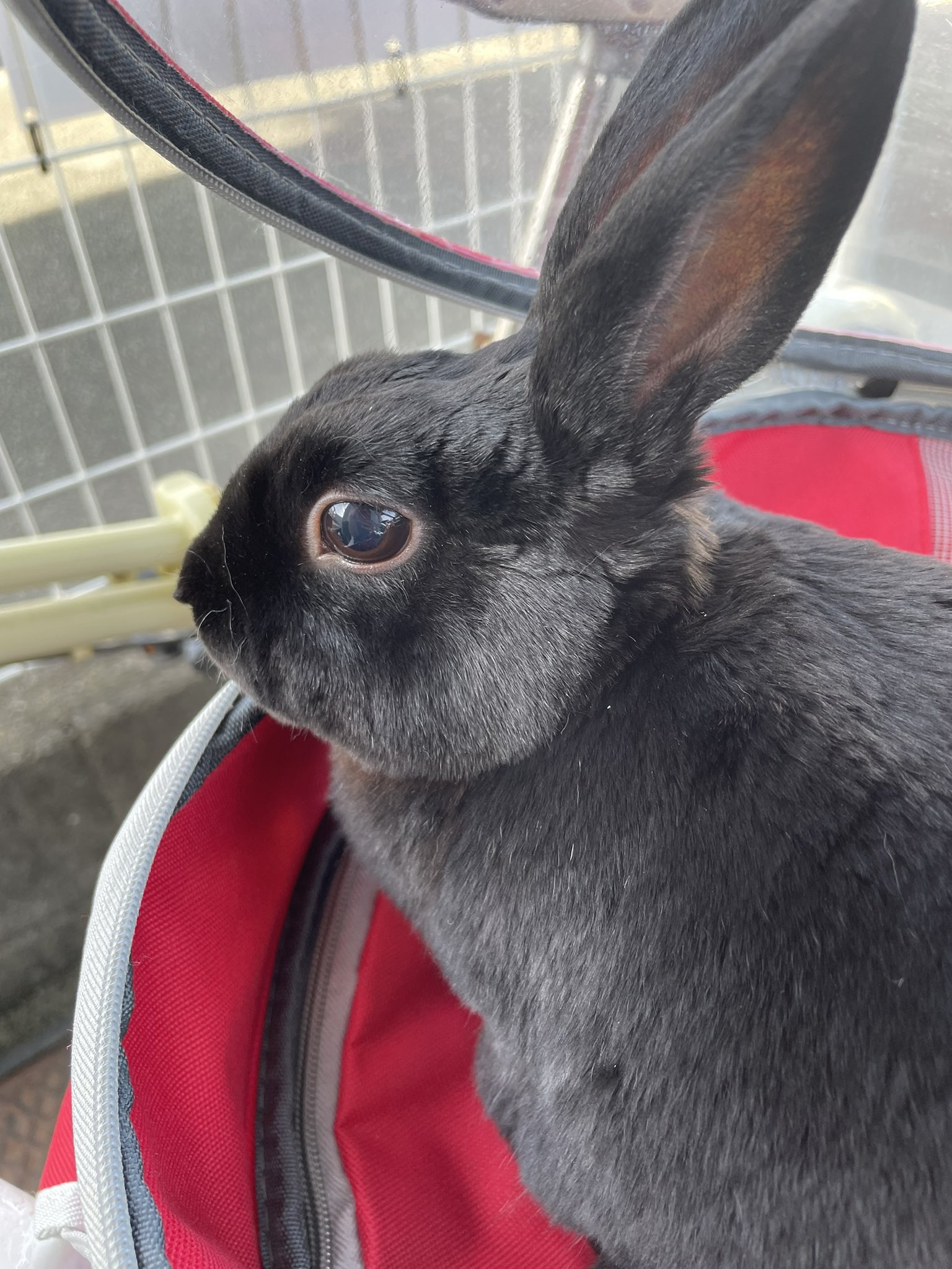 黒うさぎ ルラ Sora Lula Twitter