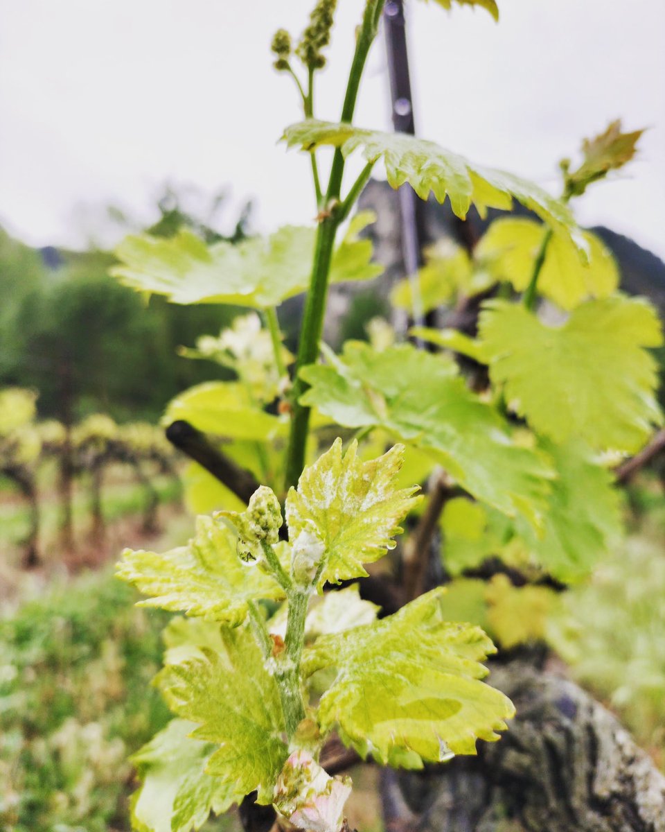 Fortant_FR's tweet photo. Poussée de croissance !! 
#fortant #fortantdefrance #vin #wines #winery #vineyards #spring #languedoc #languedocwine #tastepaysdoc https://t.co/tdzElc1b7f
