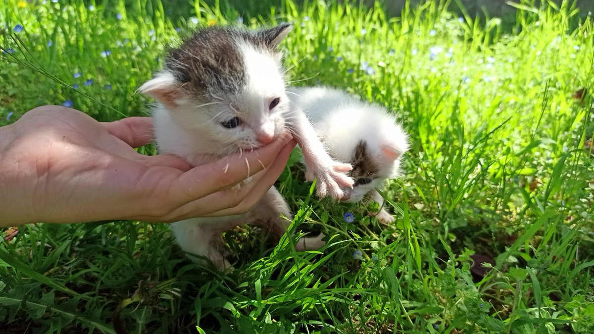 Solopar53137293's tweet photo. #Adopcio #Balaguer #Lleida #XarxaBarcelonaAdopcions #XarxaCatalunyaAdopcions Aquests tres petits busquen adopció responsable. Contacte amb el telèfon de la foto (és el telèfon d'una clínica Veterinària) Tenen un meset. https://t.co/Lj6GG1f2Os