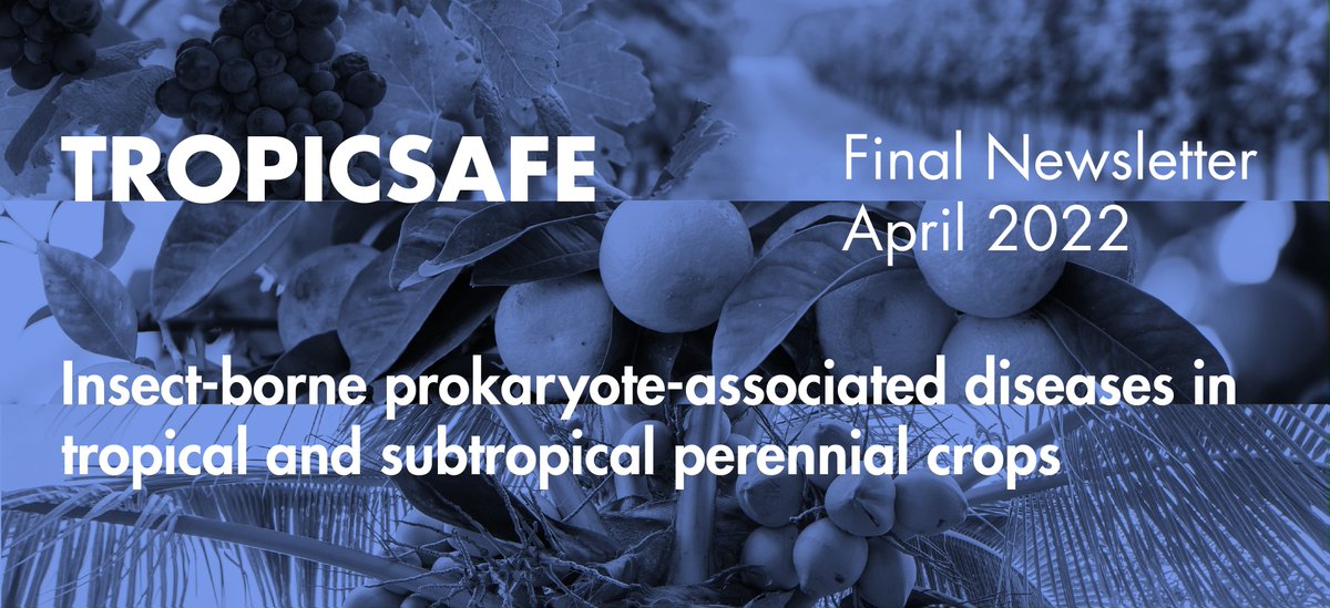 tropicsafeEU's tweet photo. 🗣️It is already out there!
Have you received the final newsletter of the project? Go check it out!
If you didn't subscribe... don't worry - we have you covered 👉🗞️https://t.co/Z6GCEedwFS
#GrapevineYellows #Huanglongbing #LethalYellowing https://t.co/edpcnMJDG9