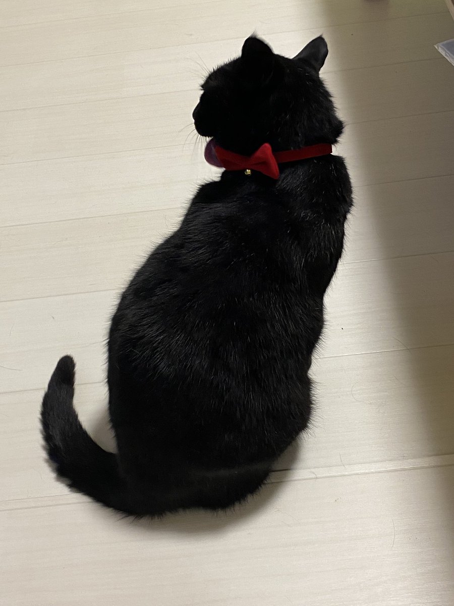 ekdkouta's tweet photo. い.........いっしょ！！！！

#スシボーイズ #トータルテンボス
#黒猫　＃猫　#愛猫 https://t.co/SCXdHZl61F
