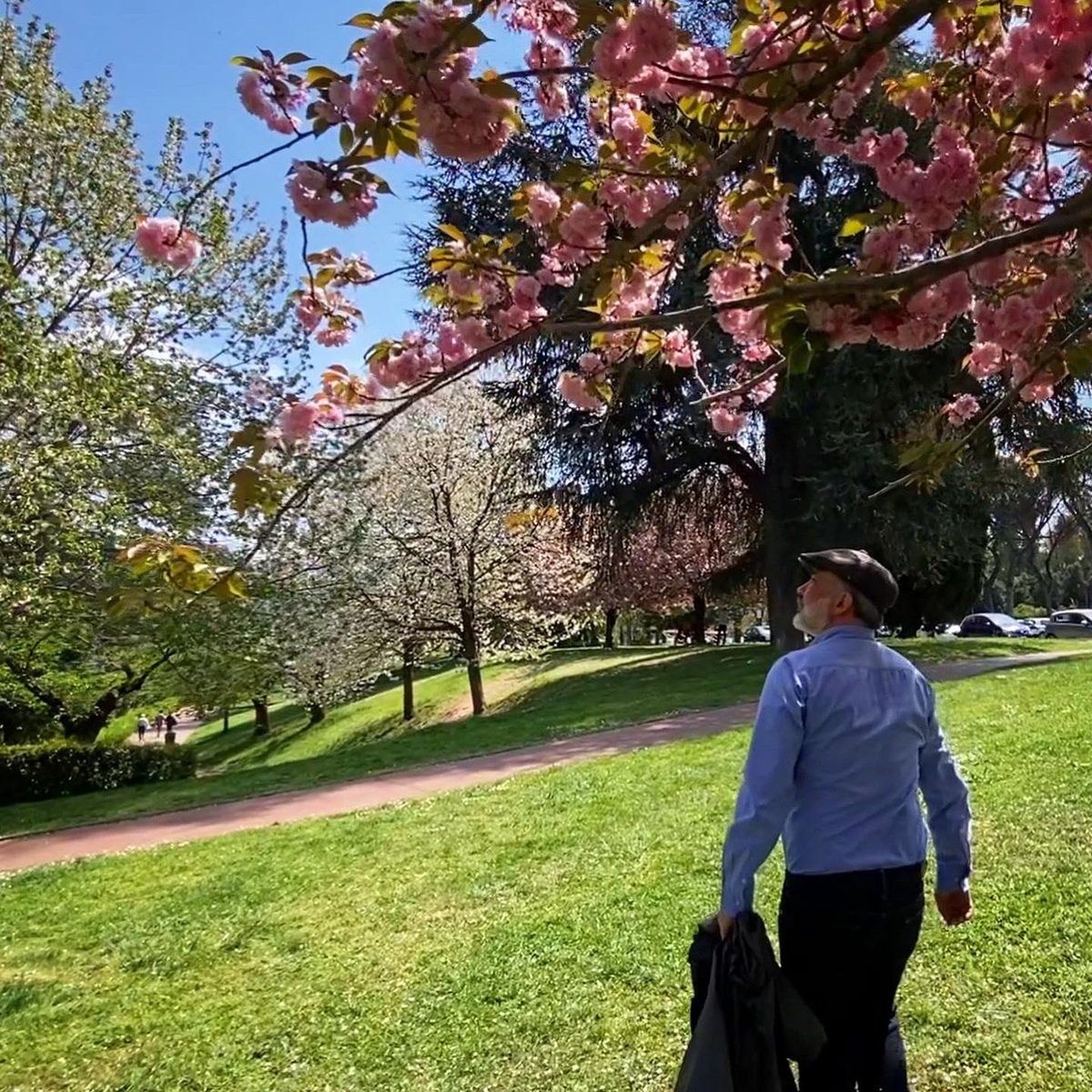 RomaOra_it's tweet photo. Per questo #EarthDay2022 siamo tornati al Laghetto dell’EUR per mostrarvi l’#Hanami di #Roma: la fioritura dei Sakura giapponesi. La bellezza dei loro fiori ci ricorda quanto è importante prenderci cura del nostro splendido e fragile pianeta.
Il video nel Canale YT di #RomaOra! https://t.co/TLSBOSgklH