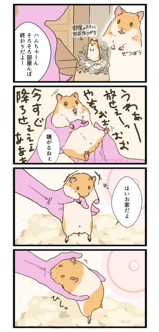 うちの部屋んぽゴールデンハムスターちゃん……

 #ハムスター  
 #ハムスターのいる暮らし 