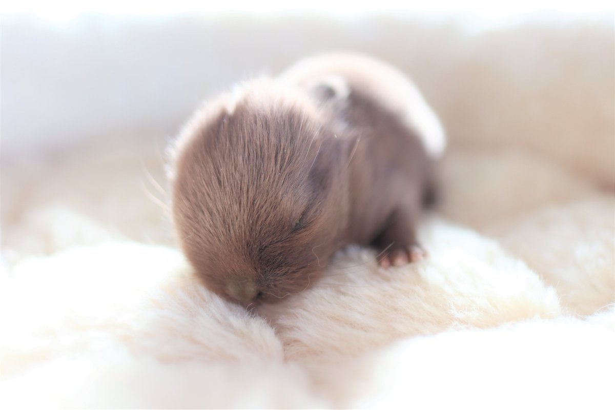 タグ ホーランドロップ の注目ツイート メガとんトラック