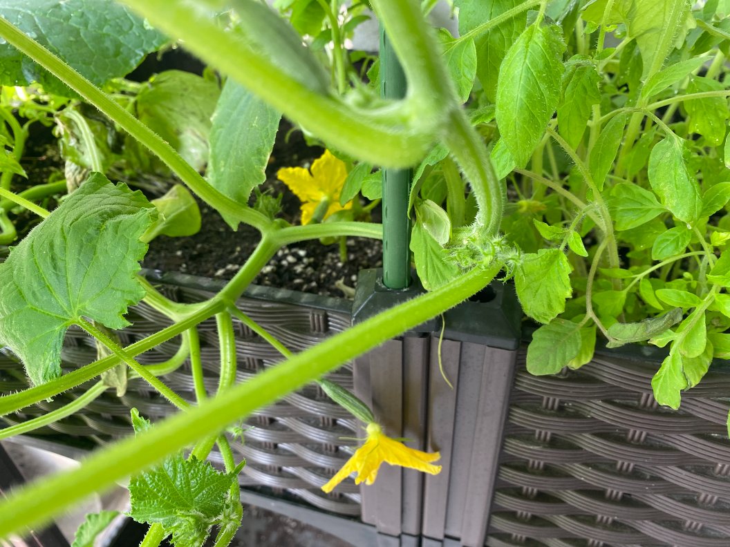 IonceMore_com's tweet photo. Soon grows cucumbers
#oncemoregarden #gardendesign #oncemoregardenbeds #metalgardenbeds #gardenbeds #raisedbeds #raisedgardenbeds #raisedbedgardening #growyourown #gardentotable #gardenyourway #kitchengarden #veggiegarden #vegetablegarden 
https://t.co/jfa3qyASSO https://t.co/1NN7spdzRV