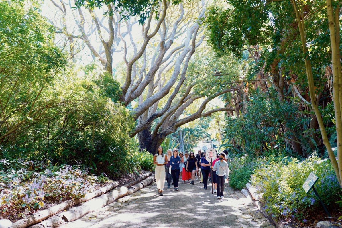 Georgia Munnik guides us through Chanelle Adams’ ghost tour of Camphor Avenue, meditating on the trees’ colonial memories. <a href="/nellienooks/">c</a> @GIPCA_ICA <a href="/GeorgiaMunnik/">Georgia Munnik</a> artthrob.co.za/2022/04/21/for…