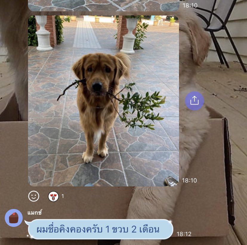 เรียกผมว่าคิงคอง tweet media