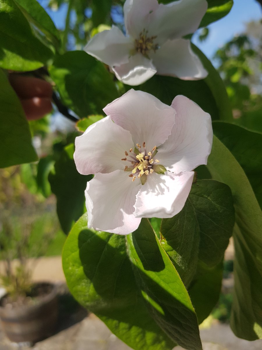 KingJohnsHouse's tweet image. Today is #EarthDay. It's the only one we've got so let's #LookAfterTheEarth #ItsBeautiful #BeautyinSmallThings #FiveGreenGoals @KingJohnsGarden