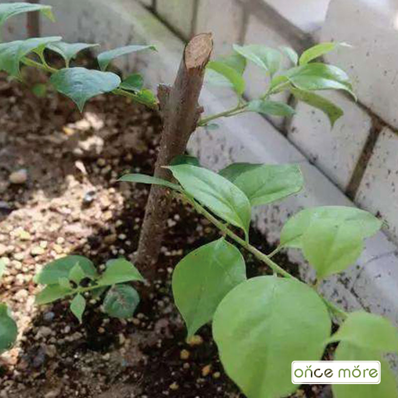 IonceMore_com's tweet photo. Guess what this is?
#oncemoregarden #gardendesign #oncemoregardenbeds #metalgardenbeds #gardenbeds #raisedbeds #raisedgardenbeds #raisedbedgardening #growyourown #gardentotable #gardenbed #raisedgarden #kitchengarden #veggiegarden #vegetablegarden 
https://t.co/jfa3qyASSO https://t.co/r6sWH3ue64