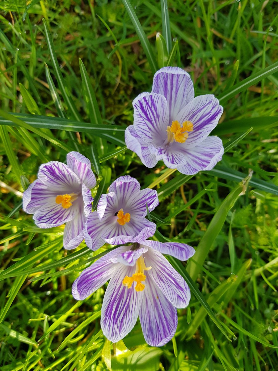 KingJohnsHouse's tweet image. Today is #EarthDay. It's the only one we've got so let's #LookAfterTheEarth #ItsBeautiful #BeautyinSmallThings #FiveGreenGoals @KingJohnsGarden