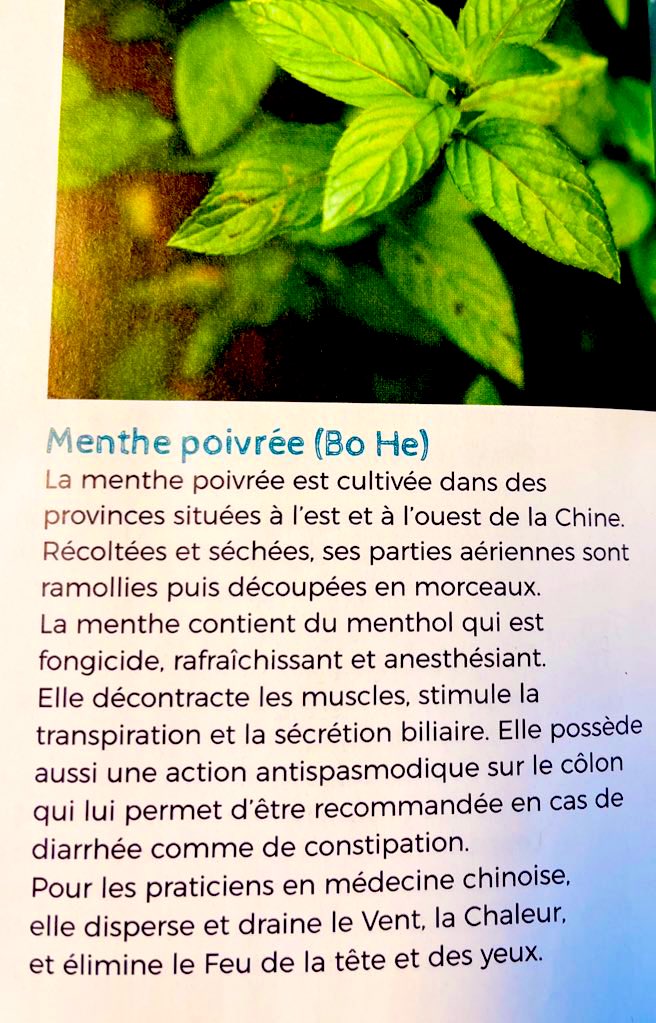 Menthe poivrée 🌿 #plantsHeal