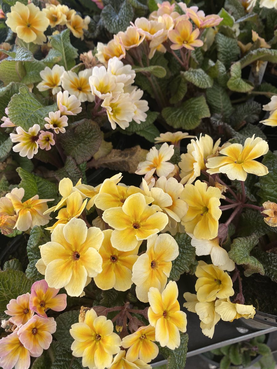 northumbriana's tweet image. Disraeli’s favourite flower (hence the Primrose League) but there are some plants that just seem very dated and 1970s to me. Something about those leaves that remind me of artless municipal flowerbeds.