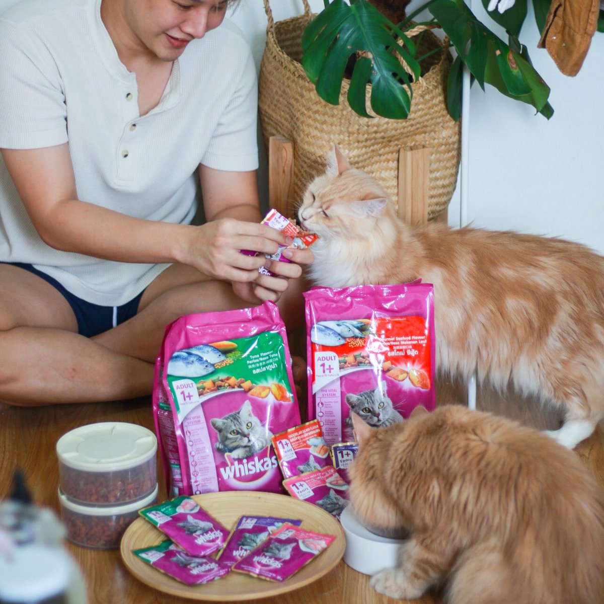 Chainwarakorn's tweet photo. พาแมวมาแจก! Whiskas pouch 4ซอง 10รางวัลมา #สุ่มแจก คนรีทวีตโพสนี้ แค่เปิดซองน้องเหมียวก็วิ่งมาหาแย้ว เค้ามีสารอาหารครบที่น้องแมวต้องการ น้องๆอร่อยกินได้ไม่เบื่อเลย เพอร์ไม่หยุด ถ้าซื้อ #วิสกัส ครบ 399 บ. เค้ามีแจกทองและของอีกเพียบเลยที่ไลน์ @whiskasrewards #แจกฟรีไม่รีได้ไง https://t.co/w6DEI7iqqw
