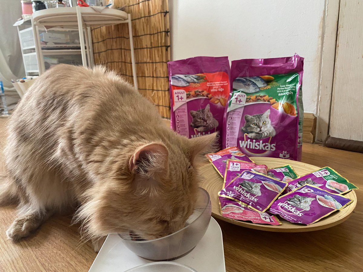 Chainwarakorn's tweet photo. พาแมวมาแจก! Whiskas pouch 4ซอง 10รางวัลมา #สุ่มแจก คนรีทวีตโพสนี้ แค่เปิดซองน้องเหมียวก็วิ่งมาหาแย้ว เค้ามีสารอาหารครบที่น้องแมวต้องการ น้องๆอร่อยกินได้ไม่เบื่อเลย เพอร์ไม่หยุด ถ้าซื้อ #วิสกัส ครบ 399 บ. เค้ามีแจกทองและของอีกเพียบเลยที่ไลน์ @whiskasrewards #แจกฟรีไม่รีได้ไง https://t.co/w6DEI7iqqw