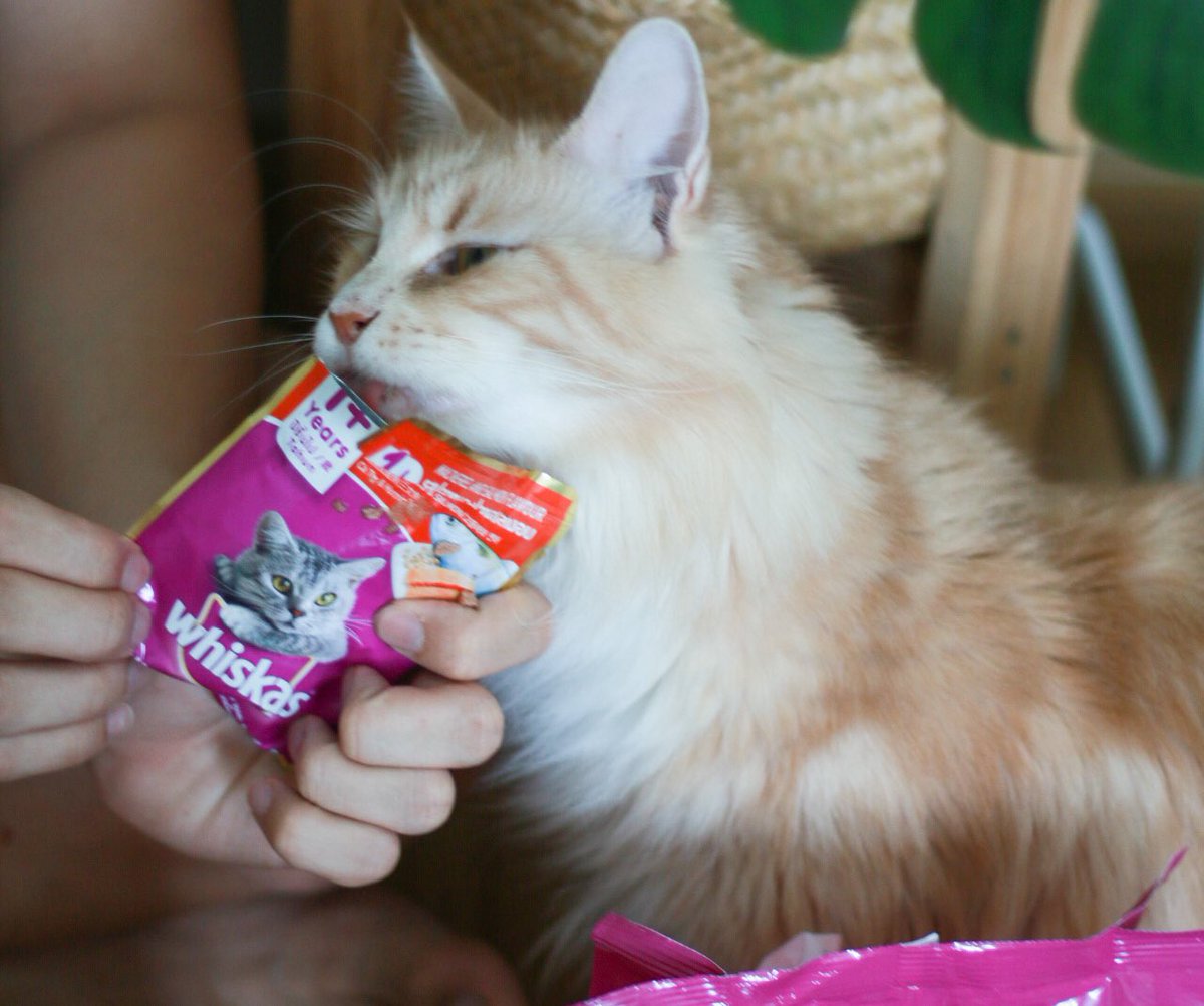 Chainwarakorn's tweet photo. พาแมวมาแจก! Whiskas pouch 4ซอง 10รางวัลมา #สุ่มแจก คนรีทวีตโพสนี้ แค่เปิดซองน้องเหมียวก็วิ่งมาหาแย้ว เค้ามีสารอาหารครบที่น้องแมวต้องการ น้องๆอร่อยกินได้ไม่เบื่อเลย เพอร์ไม่หยุด ถ้าซื้อ #วิสกัส ครบ 399 บ. เค้ามีแจกทองและของอีกเพียบเลยที่ไลน์ @whiskasrewards #แจกฟรีไม่รีได้ไง https://t.co/w6DEI7iqqw