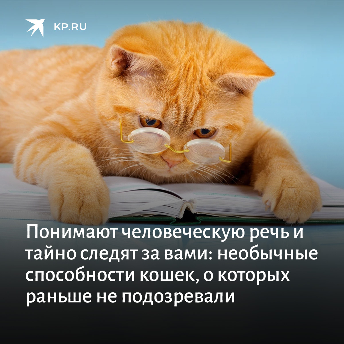 понимают ли кошки речь человека. как понять кошку. как найти общий язык с котом. кошки знают клички своих друзей.