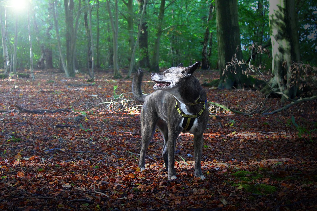 DT_Leeds's tweet photo. Today is #EarthDay and we’re taking a moment to appreciate our wonderful #planet. 🌍

So switch everything off and get outside to enjoy the wonderful world around us. 🥰

#EarthDay2022
#WhatAWonderfulWorld
#GetOutside
#OutdoorsAdventures
#FeelGood
#FreshAir
@DogsTrust https://t.co/861ayUA5AQ
