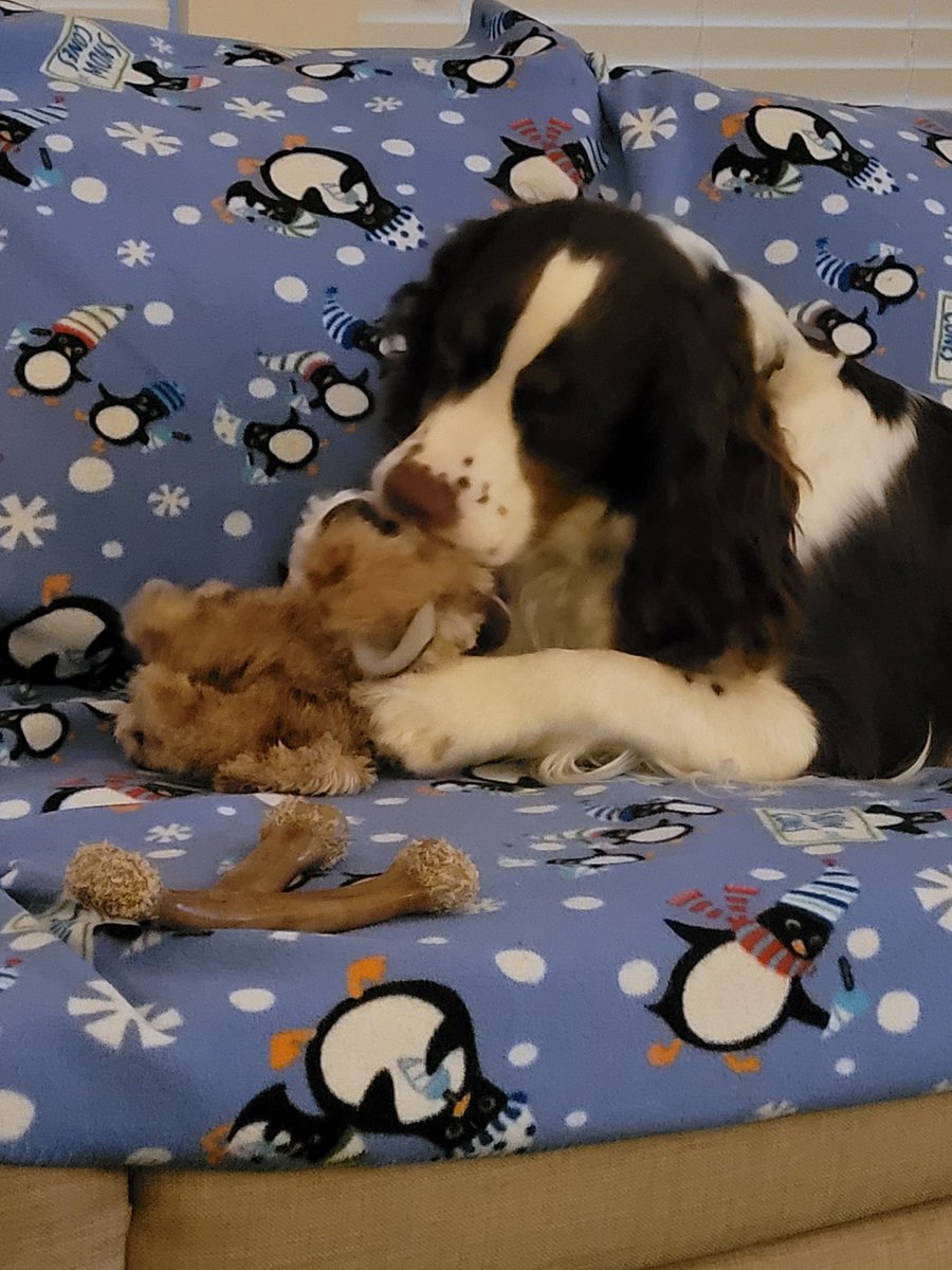 TracyAPS's tweet photo. Good morning furiends. Make it a good one and try not to chew anyone's face off!  👀 #DailyMeili #FridayMotivation #NotAgoodExample #ESS #dogsoftwitter https://t.co/4oQma1PpoH