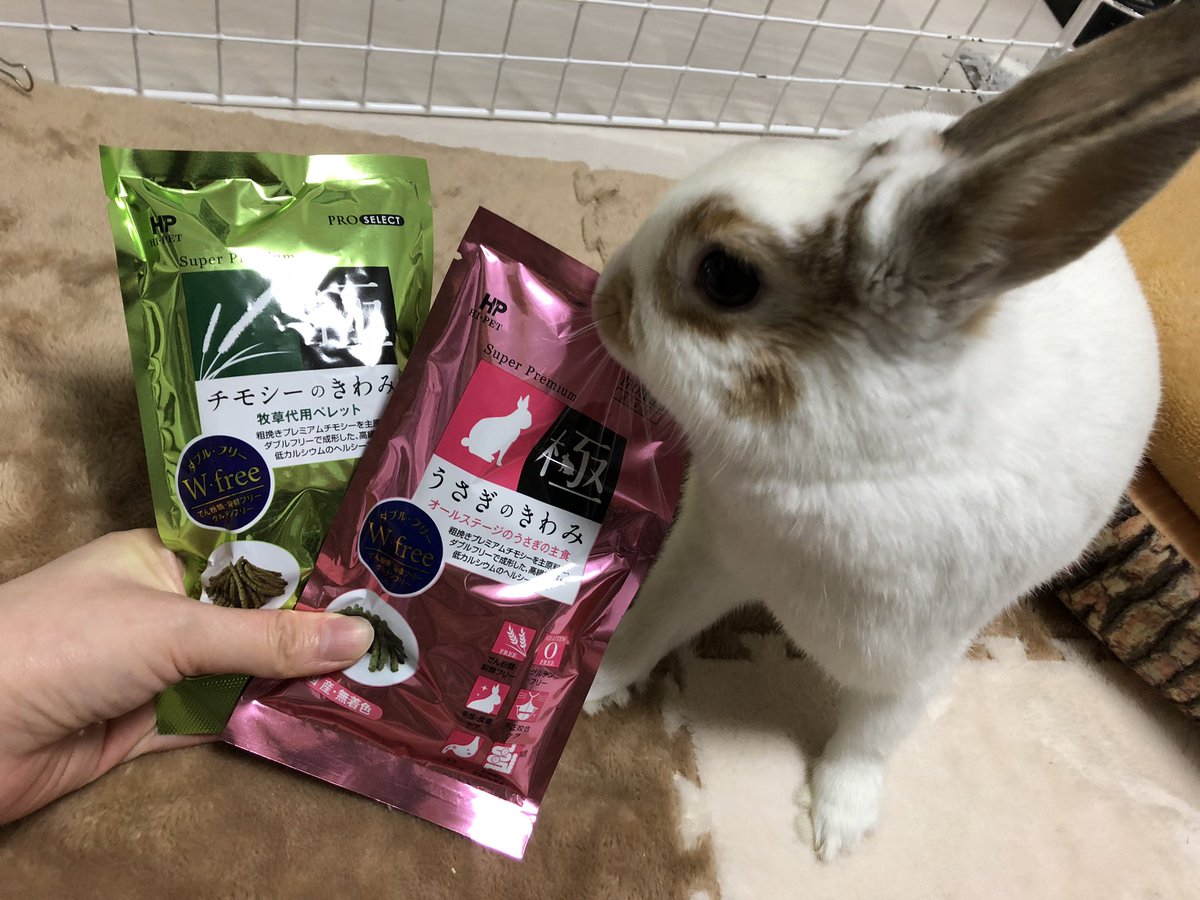 moco_0911_moco's tweet photo. モンラパンにダッチの兄妹
見に行ってきた〜🐰💓

めちゃくちゃ可愛くて癒された！

店員さんに極のサンプル貰った
から食べさせてみよう😋✨

もこ興味津々でした😳(笑)

店長さんフォローしてくれてるが
お店にはいなくて残念😔😔

また遊びに行きます！！！！

 #モンラパン https://t.co/NNRIH5w7Jp