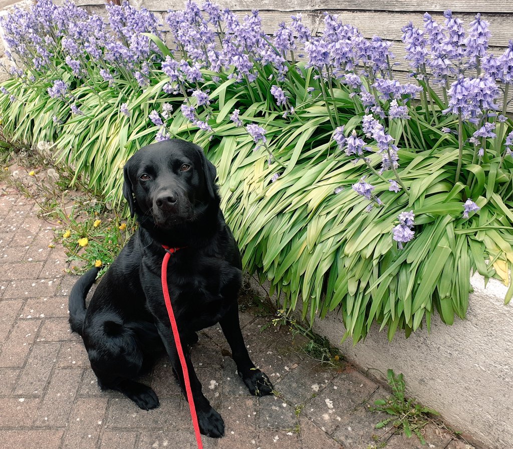 FurbabyPrince's tweet photo. Furpals look at my #Bluebell Fluffs in my garden,.👍 @Maggarooo @VICTORDOG1 @von_pup_towers @DylanTDog #Flashbro @YounyLinda @alfiewoofwoof @HandsomeHector1 me coming to #Scottieland tomorrow, hopefully rub noses with some of you on my travels in my #mobilekennel https://t.co/TQXeAJl5NG