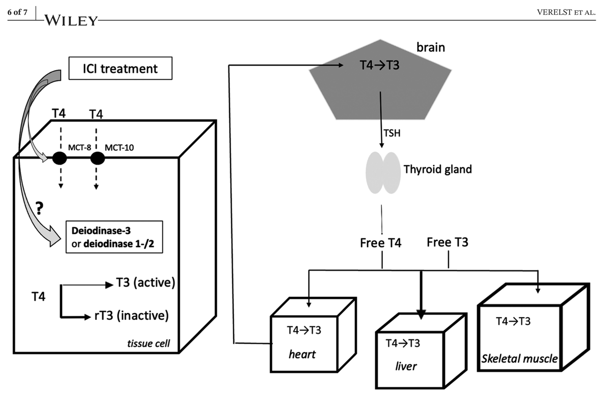 SPINATeam's tweet photo. Immunotherapy, e.g. with immune checkpoint inhibitors (ICIs) is an increasingly used form of adjuvant cancer treatment. It may have, however, endocrine side effects. This study found deiodinase activity (#SPINA_GD) to be affected in subjects receiving ICI. https://t.co/8EXMUyiZaV https://t.co/xs8V1tdnkb