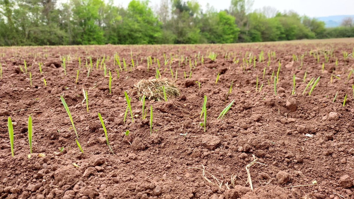 Wow, the wildflowers have been taking in the sunshine in Ludwell Valley! 🌱
Fun times on the wellbeing walk this morning, moving more, creating articles, and improving peak flow levels. 
Happy #WorldEarthDay 🌍

#wellbeing #nature #nordicwalking